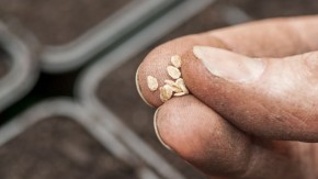 2014-Gentechzaden wat en waar