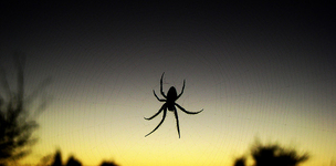 Adding environment and biodiversity to the equasion