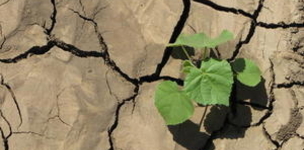 Why patent law must be changed in order to safeguard food safety