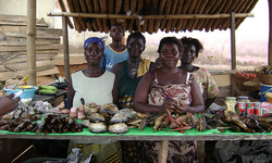 Alternative protein sources to replace fishmeal