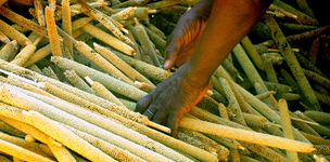 Our Food Security Dossier