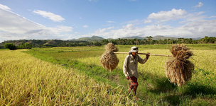 Recent reports on Food Security