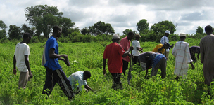 The seed fuel wars of Africa