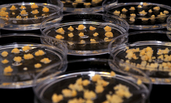 Scientists' revolution