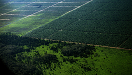 The myths of global land grabbing untangled