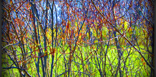 It is political will that determines human wellbeing