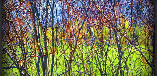 Image by Napanee Gal