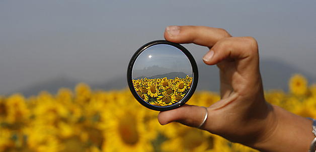 Sunflowers by Marco Magrini