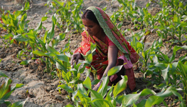 Reinforcing battle lines or facilitating cooperation? 