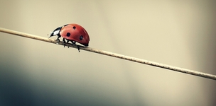 Risk management for development