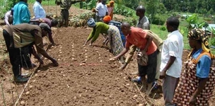 How to plant potatoes in Uganda