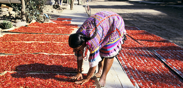 Drying peppers. Mexico. Photo: © Curt Carnemark / World Bank