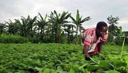 Maximizing the impact of food security