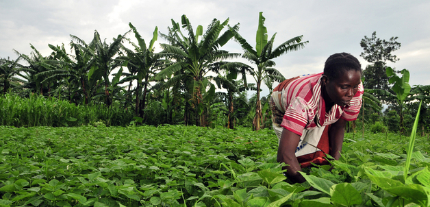 Photo credit: Neil Palmer (CIAT). A bean farmer checks her crop in DR Congo.