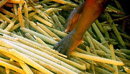 Opening statement on food security