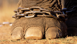 Nature pays, but who pays for nature?