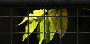 Korte gids door het AIV rapport