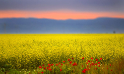 Driving on organic waste