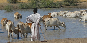 Working paper: Grazing and cross-border conflict between the two Sudans