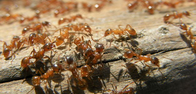 fire ants / Jacob Pilich via Flickr