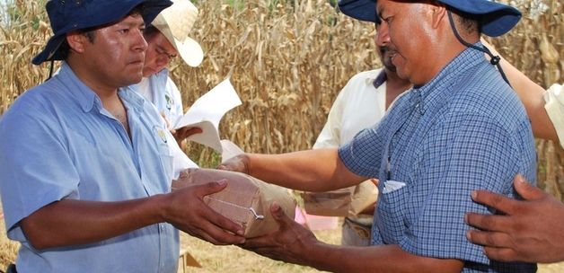 Sharing seed in participatory maize breeding project, Oaxaca / Mike Listman via flickr
