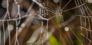 A digital network for entrepreneurs across Africa