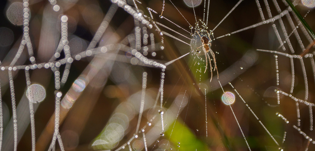 Lukas_Litz / via flickr