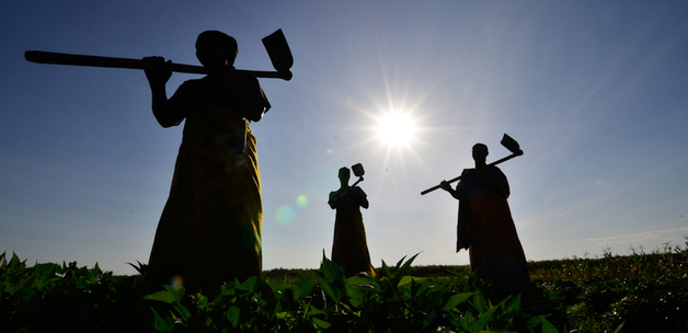Neil Palmer (CIAT). Work for the CGIAR's Roots, Tubers & Bananas Research Program in East Africa.