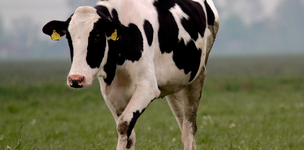 Forming Dutch food security policy