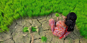 From local to global: prioritizing food security