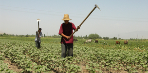 Our food security findings captured