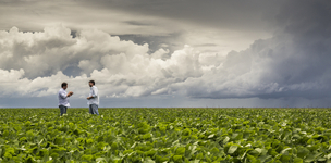 The soy game in the Brazilian Amazon