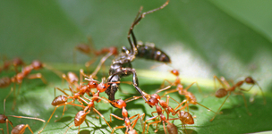 An army of ants