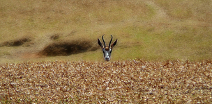Unleashing those constrained gazelles 