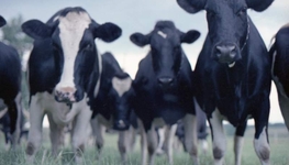 Alternative farming models to export