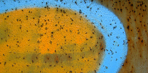 Patterns in the dynamics of insurgencies