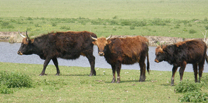 The mean bees in the Oostvaardersplassen