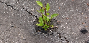 Peacebuilding is essentially local