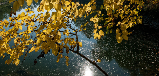 Nagy Bea www.beabird.net