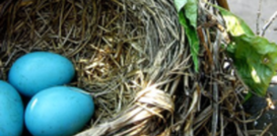 The Responsibility to Protect