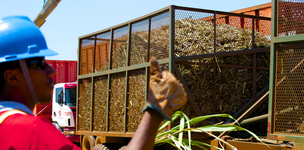 EU biofuels policy undermines development