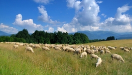 Profitable organic farming 