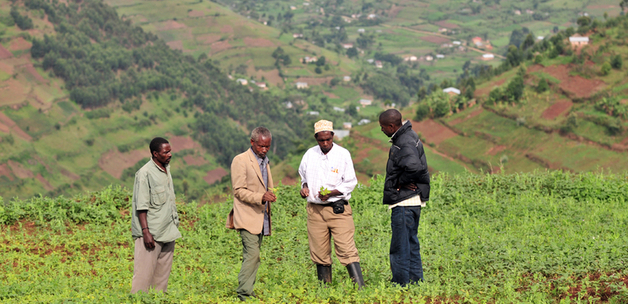 Photo credit: Neil Palmer / CIAT - in picture: CIAT and partners check for bush bean pests and diseases in southwestern Uganda