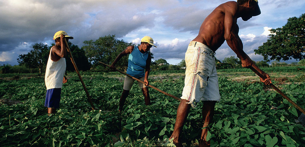 Scott Wallace / World Bank : Family tending potato fields in Northeast Brazil.
