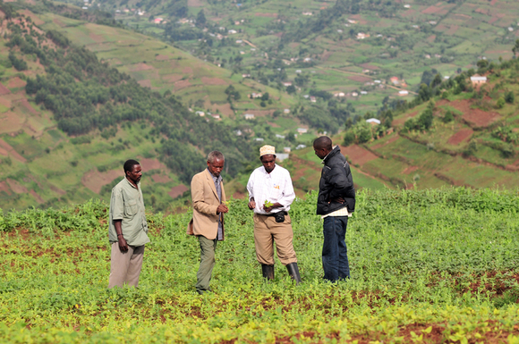 Neil Palmer / CIAT - in picture: CIAT and partners check for bush bean pests and diseases in southwestern Uganda