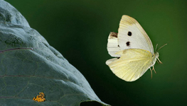 Editorial: Rooting INGOs in home soil