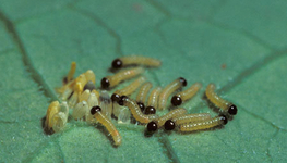 Retirement, replacement or rejuvenation?