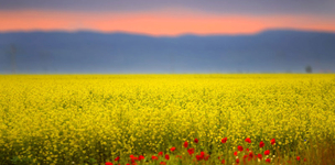 Driving on organic waste