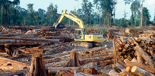 A Global Forest Partnership